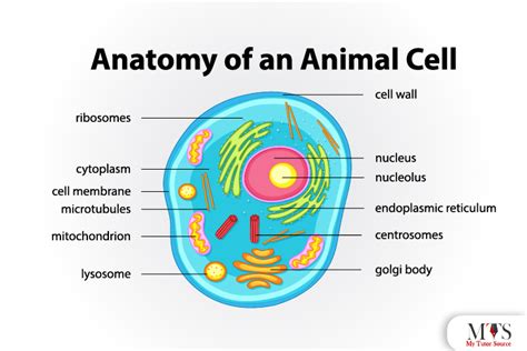 what types of animal cells are most similar to the